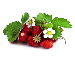 Wild strawberry with flower isolated on white background