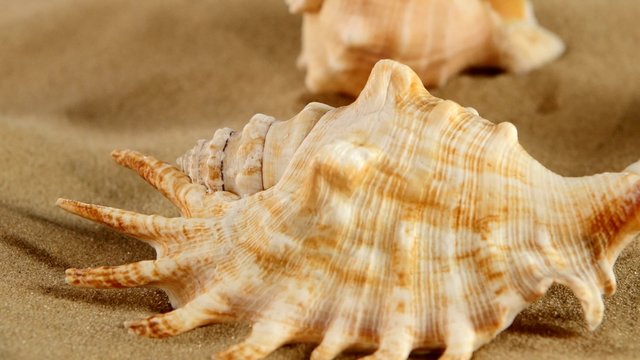 Top of different sea shellsand starfish on beach sand, black
