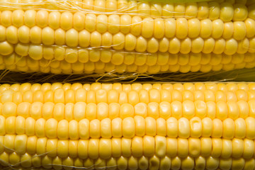 Several ears of corn on a  surface
