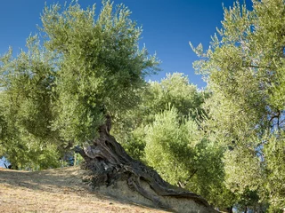 Fotobehang Olijfboom albero ulivo