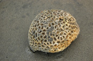 Sea stone on the beach photo image