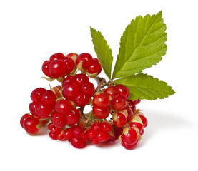 Ripe Stone Bramble berry (Rubus saxatilis) isolated on white background