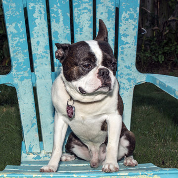 Boston Terrier sitting on chair