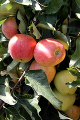 Pommes, Pommier, Rosée Du Pilat, Gala Du Pilat, Loire, France, Condrieu, Vallée du Rhône, Ampuis, Chavanay