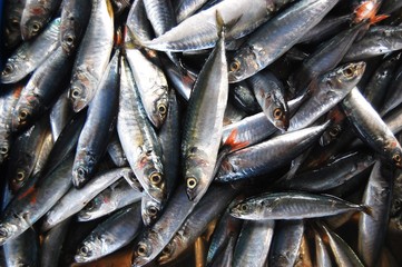 Fototapeta premium Small fish background photo