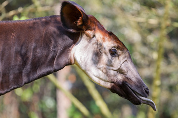Close-up of an okapi eating
