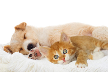  puppy and  kitten