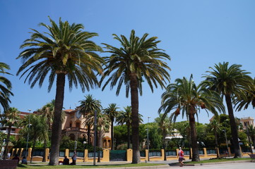 Fototapeta na wymiar palmiers