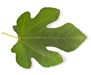 fig leaf isolated on white