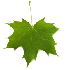 Green maple leaf isolated on white background