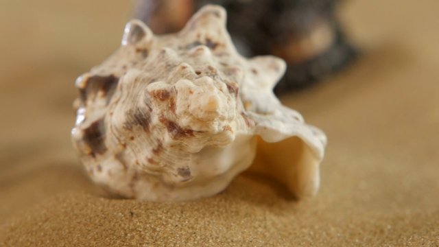 Lot of different sea shellsand starfish on beach sand, black