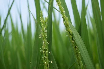 稲の花／山形県の庄内地方で、稲の花が咲き始めた田園風景を撮影した写真です。