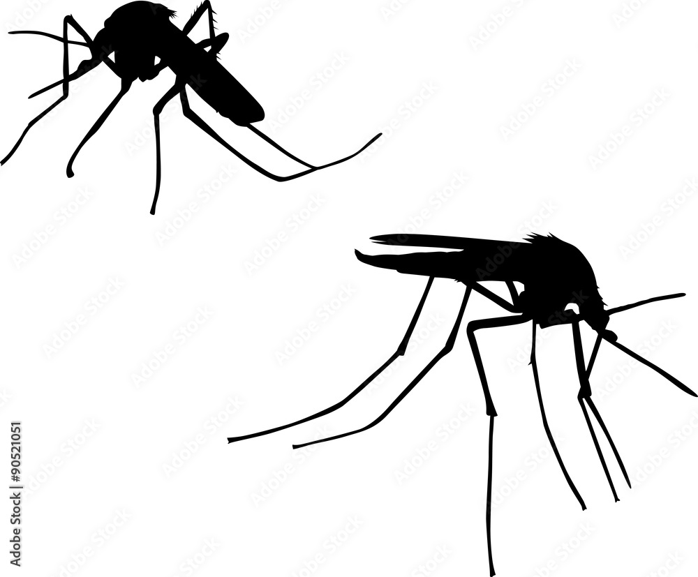 Canvas Prints two mosquito silhouettes isolated on white