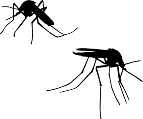 two mosquito silhouettes isolated on white