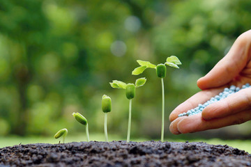 Nurturing young baby plants seedling in germination sequence