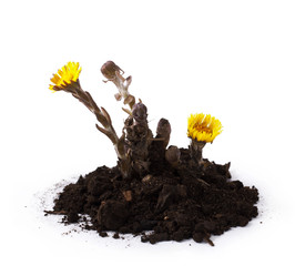 Coltsfoot or Tussilago farfara - the first flowers of the early spring