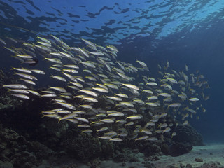Naklejka na ściany i meble Yellowfin Goatfish, Gelbflossen-Meerbarben (Mulloides vanicolensis)