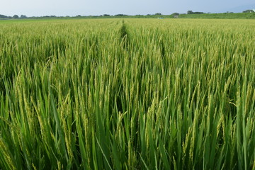 稲の花／山形県の庄内地方で、稲の花が咲き始めた田園風景を撮影した写真です。