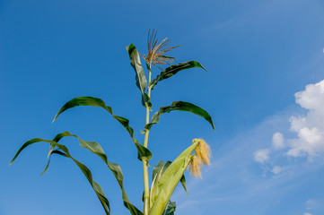 pannochia