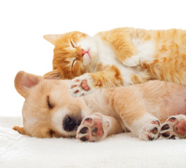 kitten and puppy sleeping