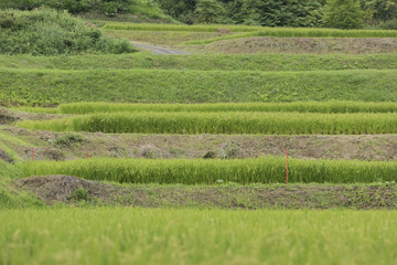 緑の稲穂と風景