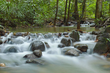 Creeks in the forest