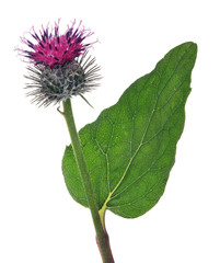 greater burdock flower with green leaf