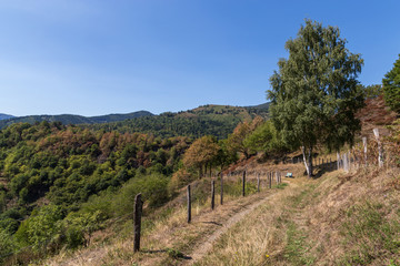 paysage d'Alsace