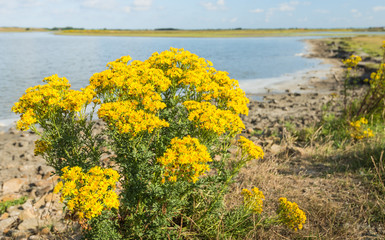Yellow flowering corn daisies along the water