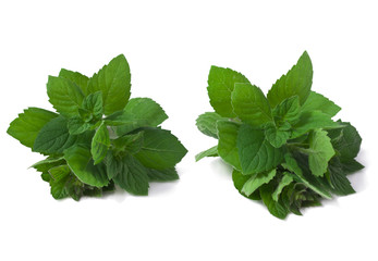 Fresh green mint isolated on white background