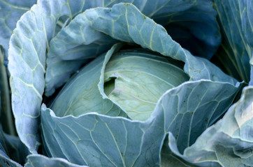 Fototapeta premium Fresh cabbage on the morning light