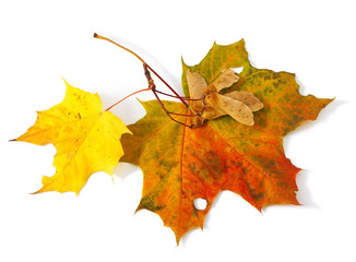 Autumn maple leaves and seeds it is isolated on a white background