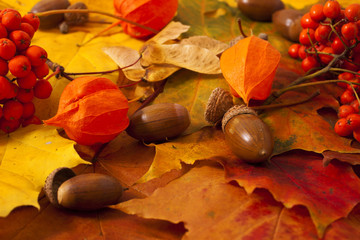 Autumn background, leaves, acorns, ashberry
