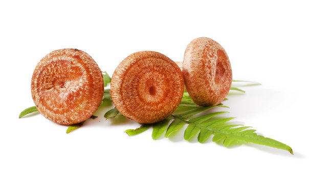 Lactarius torminosus on white background