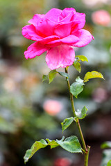 Single pink rose in a garden