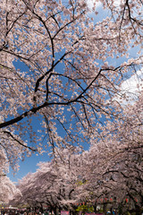 上野公園の桜並木　