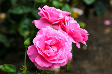 Three pink roses in a garden