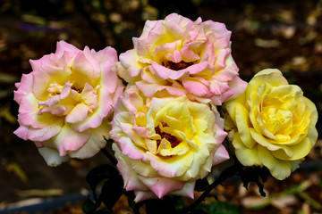 Whtie and yellow roses in a garden