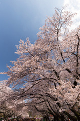 上野公園の桜並木　