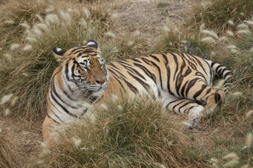 tiger resting
