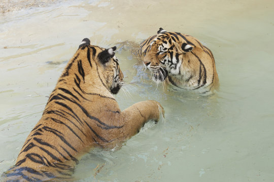 tigers fighting
