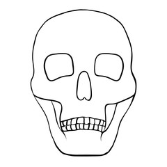 Illustration of a human skull.