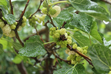 red berries in tree