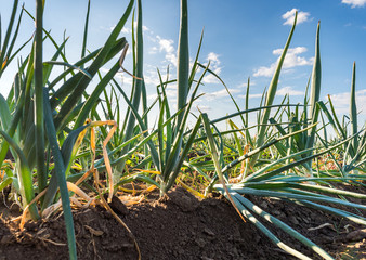 Obraz premium Onion field