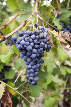 Bunches of ripe grapes. Color image