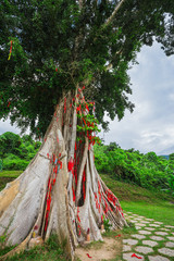 tree with colored ribbons is believed to bring luck.