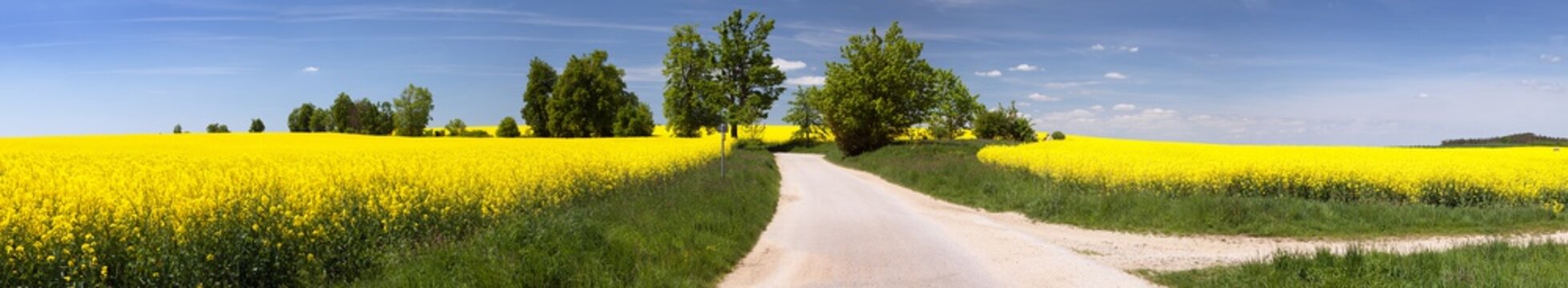 field of rapeseed with rural road