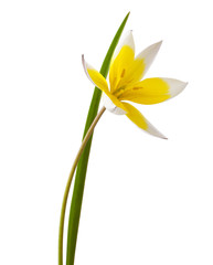 Yellow and White Tulip Isolated on White Background ( Tulip Tarda )