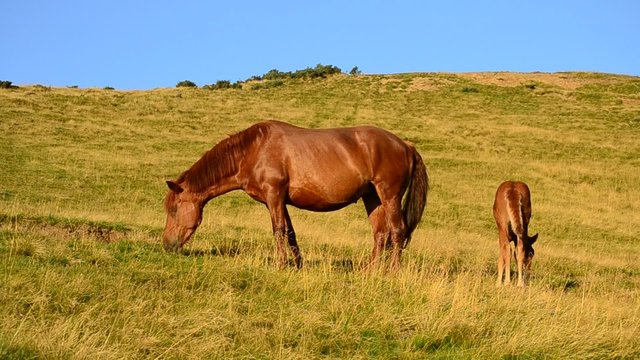 Brown mare and foal grazing in late summer in Mountains