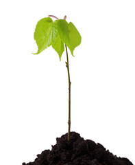 growing tree growing seedling in soil isolated on white background 